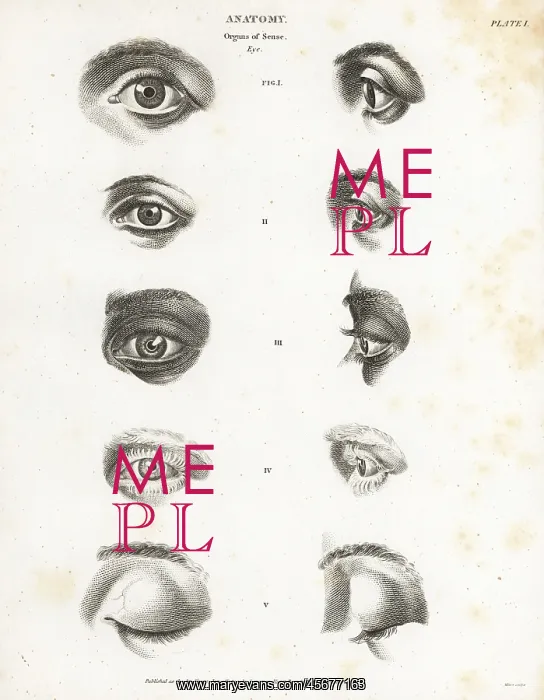 : Anatomy of the human eye : Anatomy of the human eye