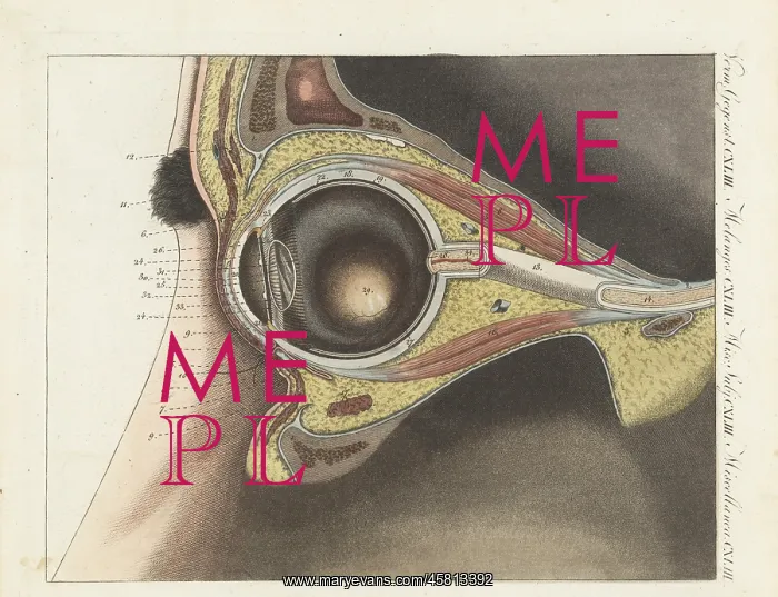 : Anatomy of the human eye : Anatomy of the human eye