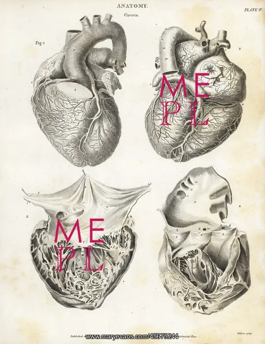 : Anatomy of the human heart : Anatomy of the human heart