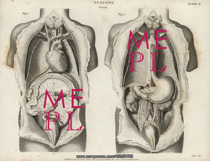 : Anatomy of human internal organs : Anatomy of human internal organs