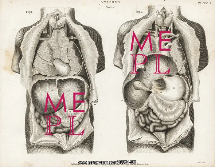 : Anatomy of human internal organs : Anatomy of human internal organs
