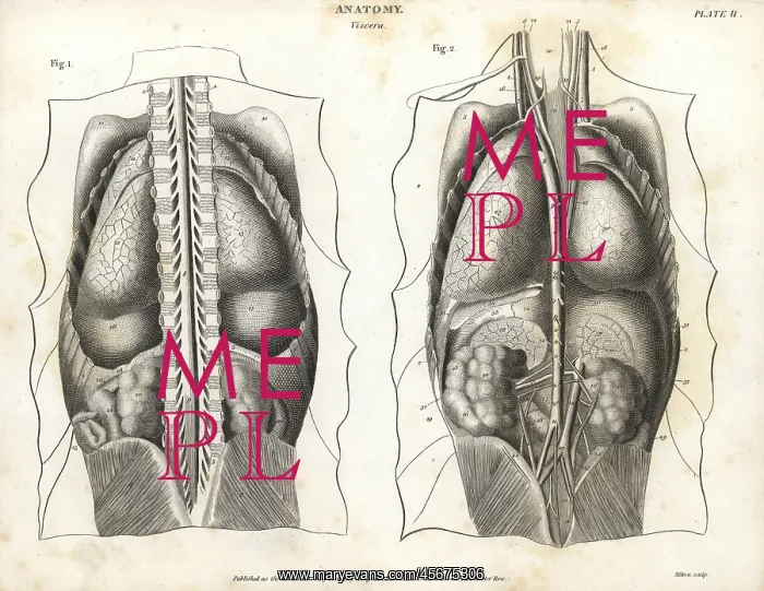 : Anatomy of human internal organs from the back : Anatomy of human internal organs from the back