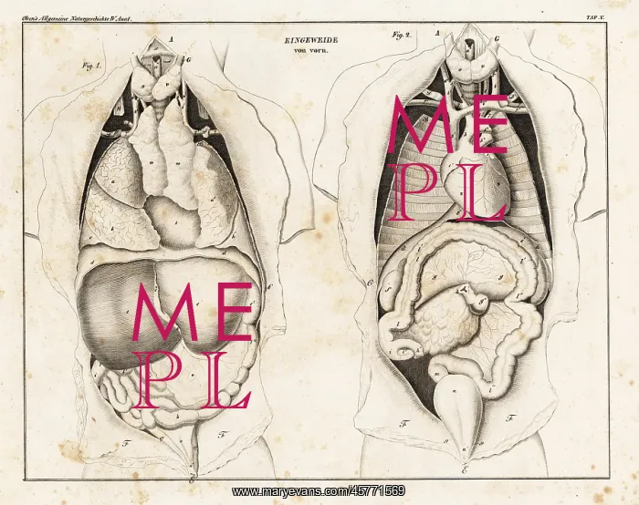 : Anatomy of human intestines from the front : Anatomy of human intestines from the front