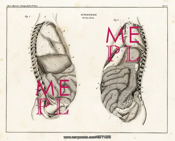 : Anatomy of human intestines from the side : Anatomy of human intestines from the side
