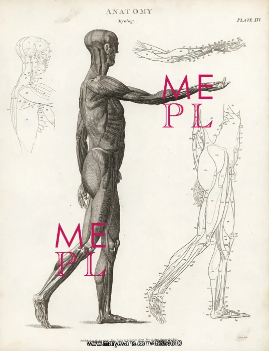 : Anatomy of human musculature : Anatomy of human musculature