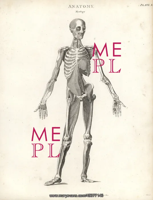 : Anatomy of human musculature : Anatomy of human musculature