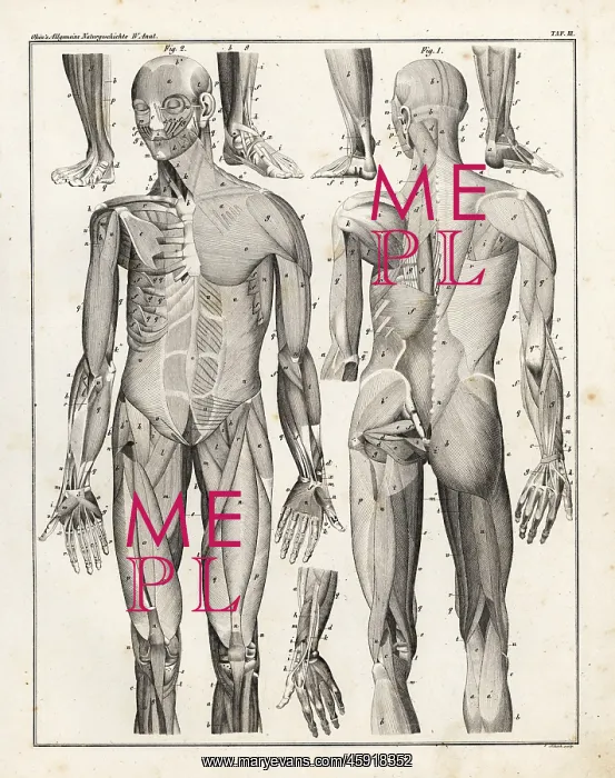 : Anatomy of human musculature : Anatomy of human musculature
