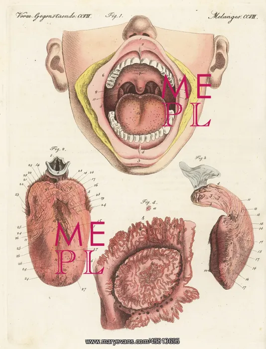 : Anatomy of the human sense of taste : Anatomy of the human sense of taste