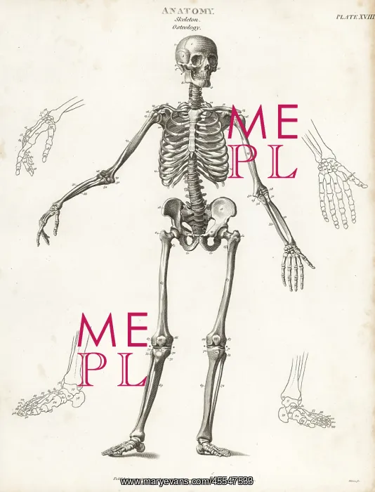 : Anatomy of the human skeleton : Anatomy of the human skeleton