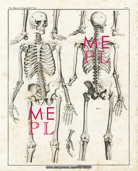 : Anatomy of the human skeleton : Anatomy of the human skeleton