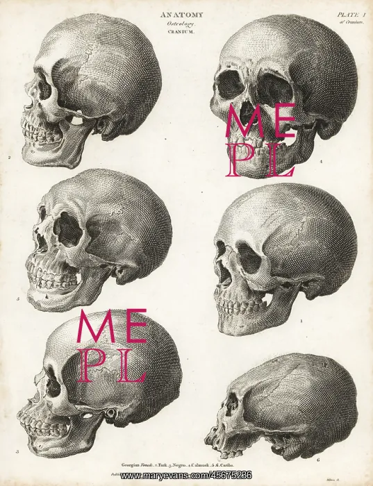 : Anatomy of the human skull : Anatomy of the human skull