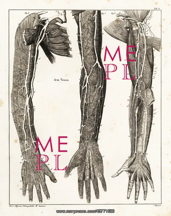 : Anatomy of the human venal system in the arms : Anatomy of the human venal system in the arms