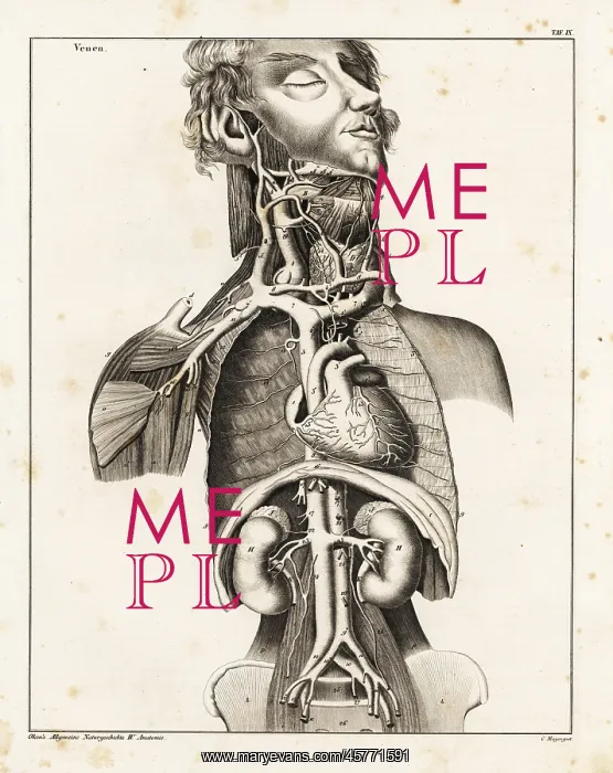 : Anatomy of the human venal system in the upper torso : Anatomy of the human venal system in the upper torso