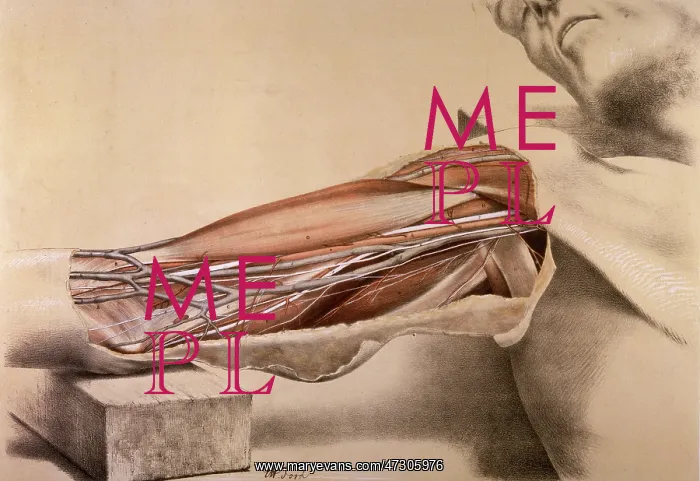 : Anatomy, inner arm dissection post-mortem : Anatomy, inner arm dissection post-mortem