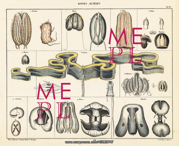 : Anatomy of jellyfish species : Anatomy of jellyfish species
