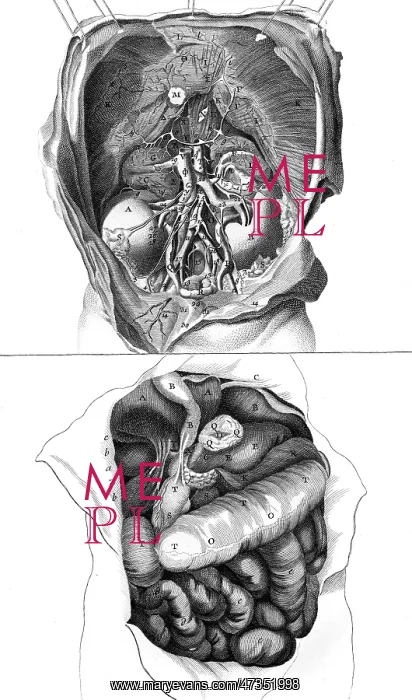 : ANATOMY / KIDNEYS 18TH C : ANATOMY / KIDNEYS 18TH C