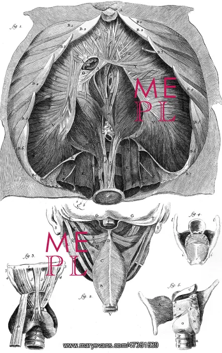 : ANATOMY / LARYNX / DIAPHRAGM : ANATOMY / LARYNX / DIAPHRAGM