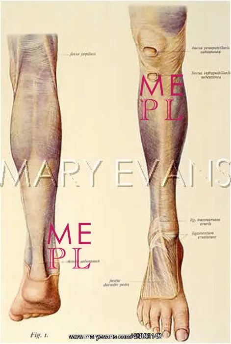  : ANATOMY / LEG