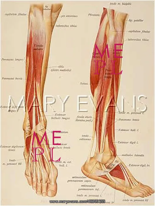 : ANATOMY / LEG : ANATOMY / LEG
