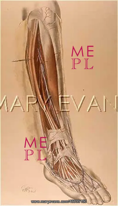 : ANATOMY / LEG & FOOT / 1867 : ANATOMY / LEG & FOOT / 1867
