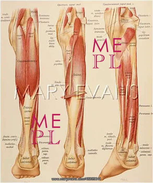 : ANATOMY / LEGS