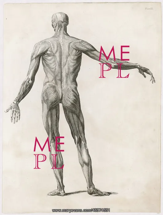  : Anatomy - Muscles - Body