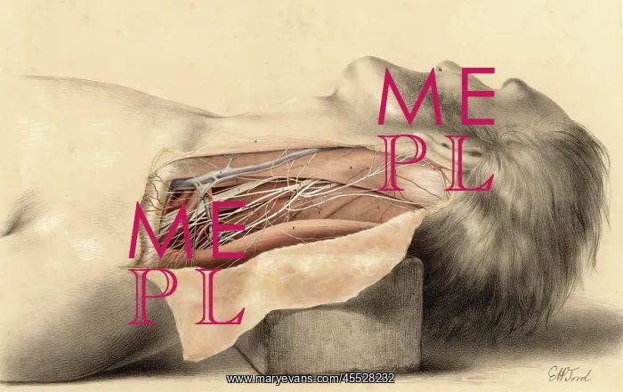 : Anatomy - Side of Neck : Anatomy - Side of Neck