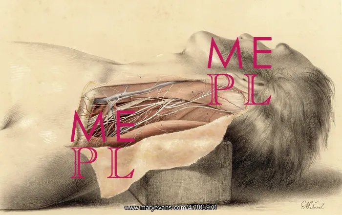 : Anatomy - Side of Neck : Anatomy - Side of Neck