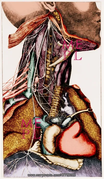 : Anatomy of the Neck : Anatomy of the Neck