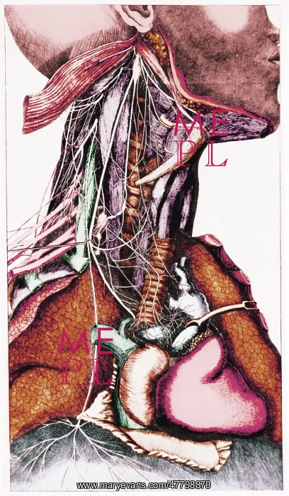  : Anatomy of the Neck