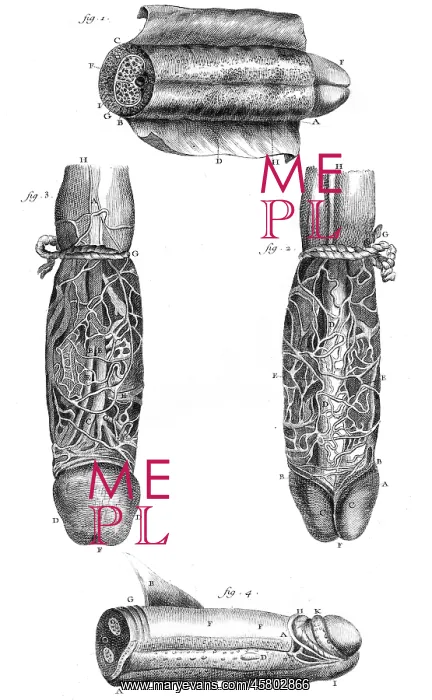 : ANATOMY / PENIS 18TH C : ANATOMY / PENIS 18TH C