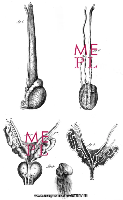 : ANATOMY / PENIS 18TH C : ANATOMY / PENIS 18TH C