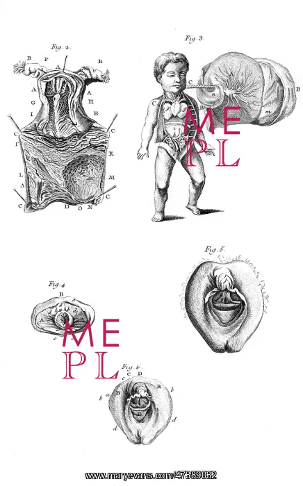 : ANATOMY / SEXUAL ORGANS : ANATOMY / SEXUAL ORGANS