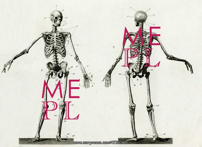 : Anatomy skeleton