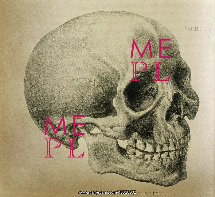 : Anatomy - Skull - 1841 : Anatomy - Skull - 1841