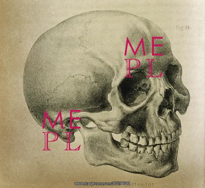 : Anatomy - Skull - 1841 : Anatomy - Skull - 1841