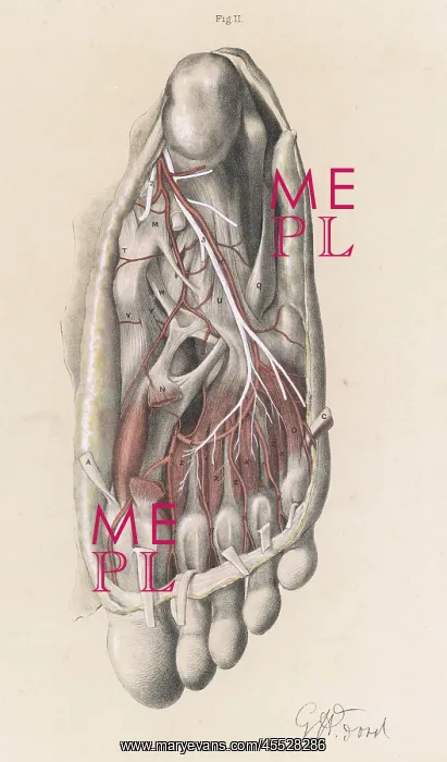  : Anatomy - Sole of Foot