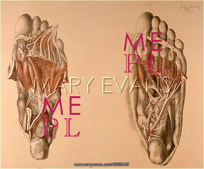 : ANATOMY / SOLE OF FOOT : ANATOMY / SOLE OF FOOT