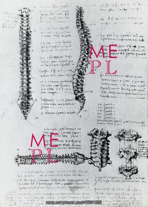 : Anatomy of the Spine : Anatomy of the Spine