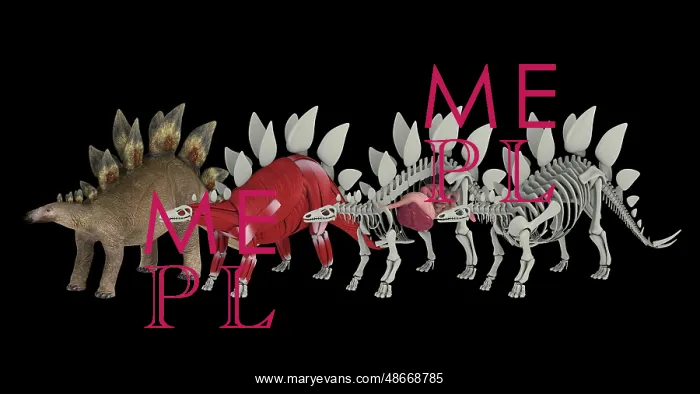 : Anatomy of a Stegosaurus dinosaur : Anatomy of a Stegosaurus dinosaur