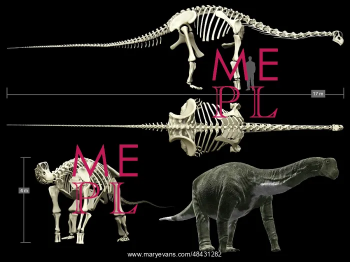: Anatomy of a Titanosaur : Anatomy of a Titanosaur