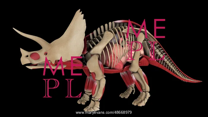 : Anatomy of Triceratops dinosaur, side view : Anatomy of Triceratops dinosaur, side view