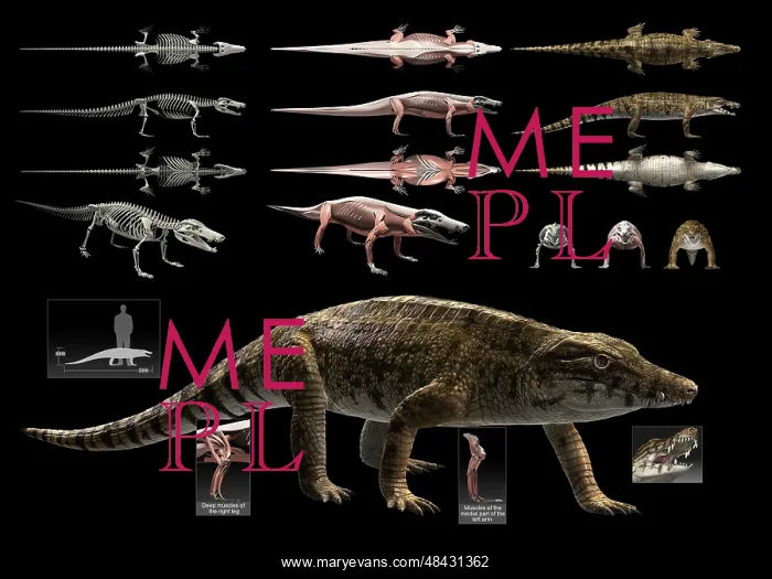: Anatomy of Uberabasuchus terrificus : Anatomy of Uberabasuchus terrificus