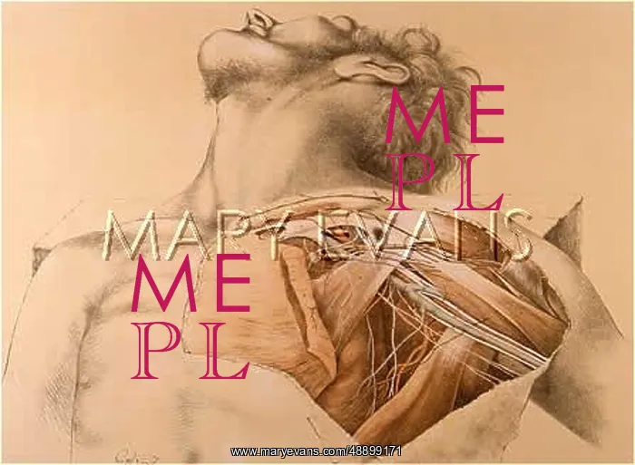 : ANATOMY / UPPER BODY / 1867 : ANATOMY / UPPER BODY / 1867
