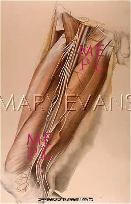 : ANATOMY / UPPER THIGH / 1867 : ANATOMY / UPPER THIGH / 1867