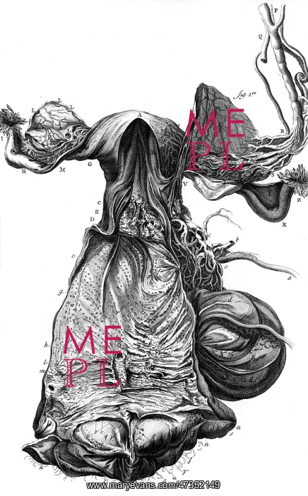 : ANATOMY / UTERUS 18TH C : ANATOMY / UTERUS 18TH C