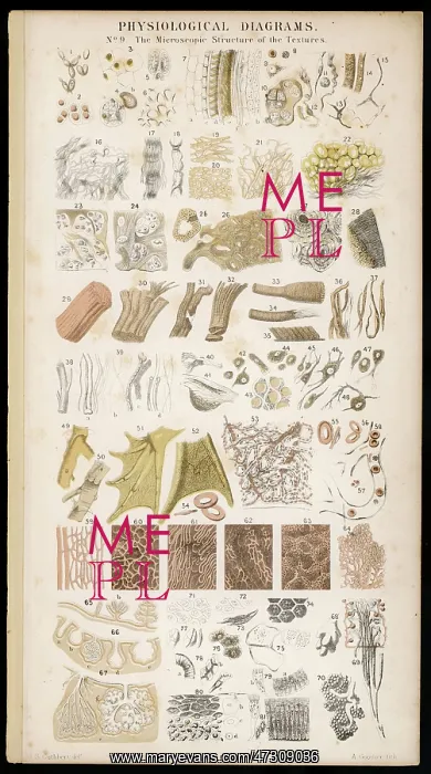 : Anatomy - Various Parts : Anatomy - Various Parts