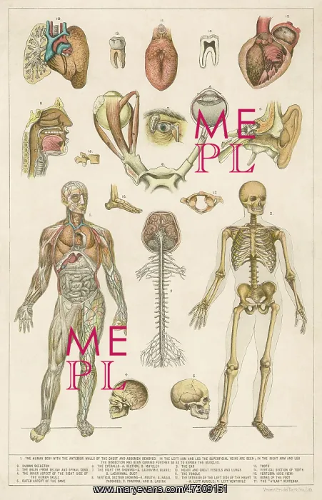  : ANATOMY / VARIOUS PARTS