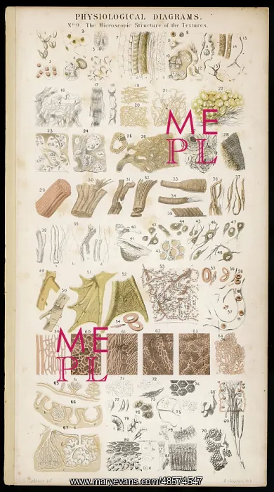: Anatomy - Various Parts : Anatomy - Various Parts