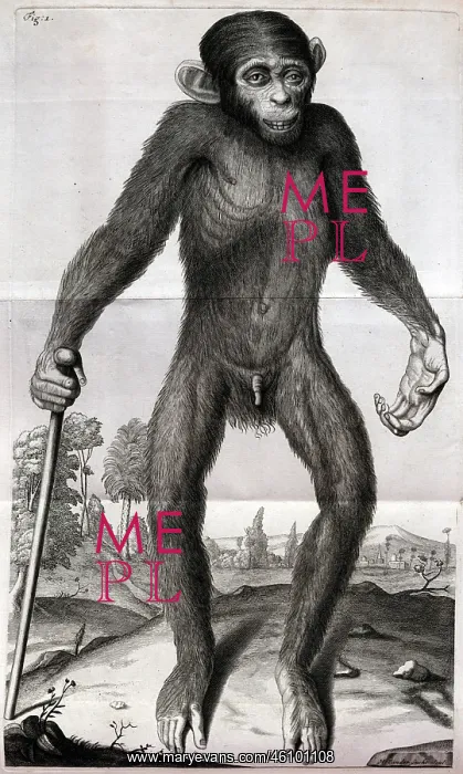 : Anatomy - Young chimpanzee : Anatomy - Young chimpanzee